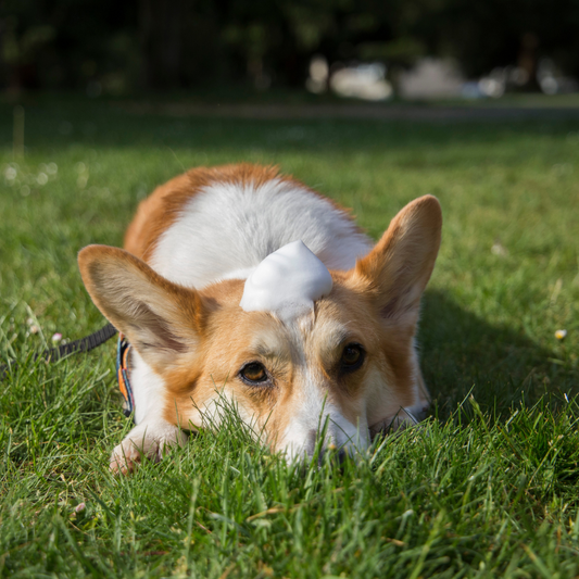 Surfactant vs. Soap in Dog Shampoo: Making the Right Choice for Your Furry Friend's Skin