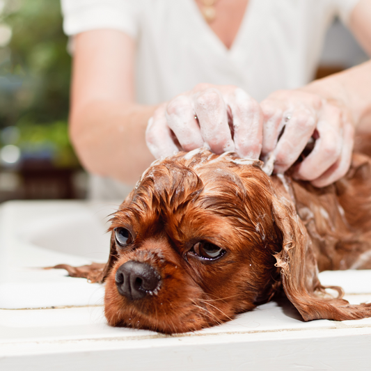 Can You Use Human Shampoo on Your Dog?