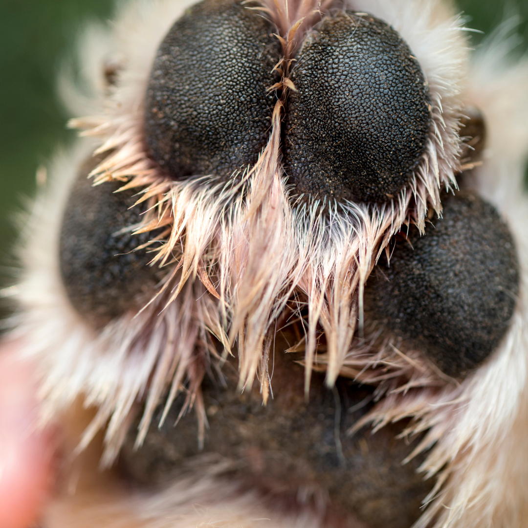 Why Are My Dog's Paws Pink? Understanding Porphyrins