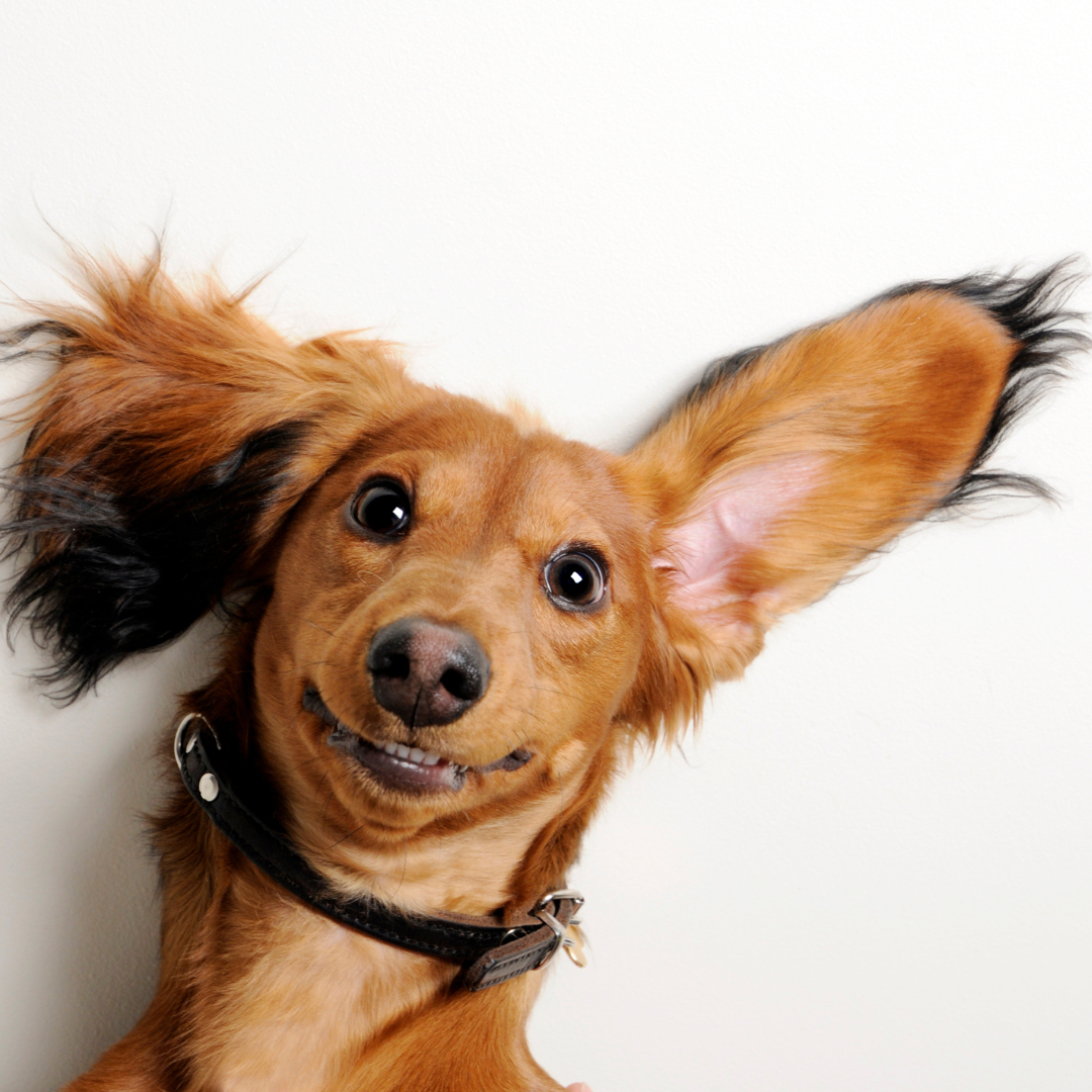 A Guide to Brushing Your Dog's Teeth Naturally: Keeping Your Canine's Smile Bright and Healthy