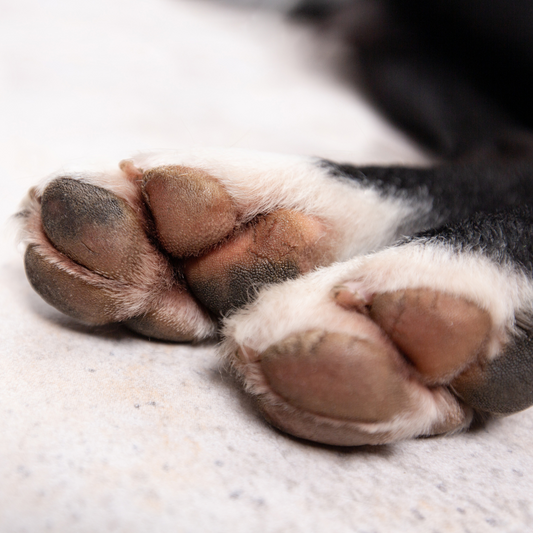 The Ultimate Guide to Paw Balm for Dogs