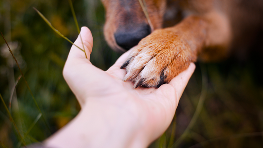 These Paws Keep on Walking