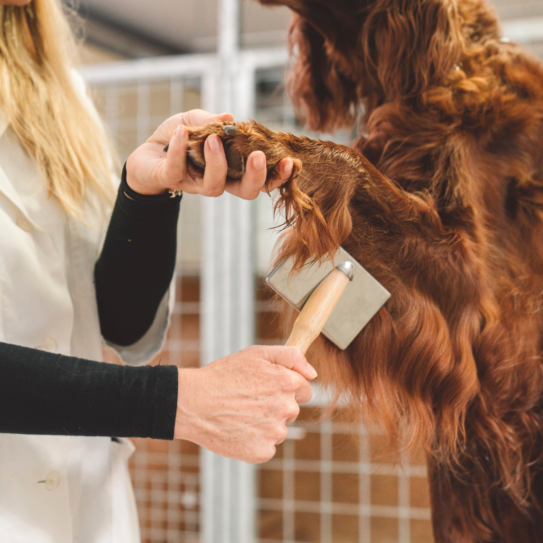 Fur & Coat Care Drby Pet Co.