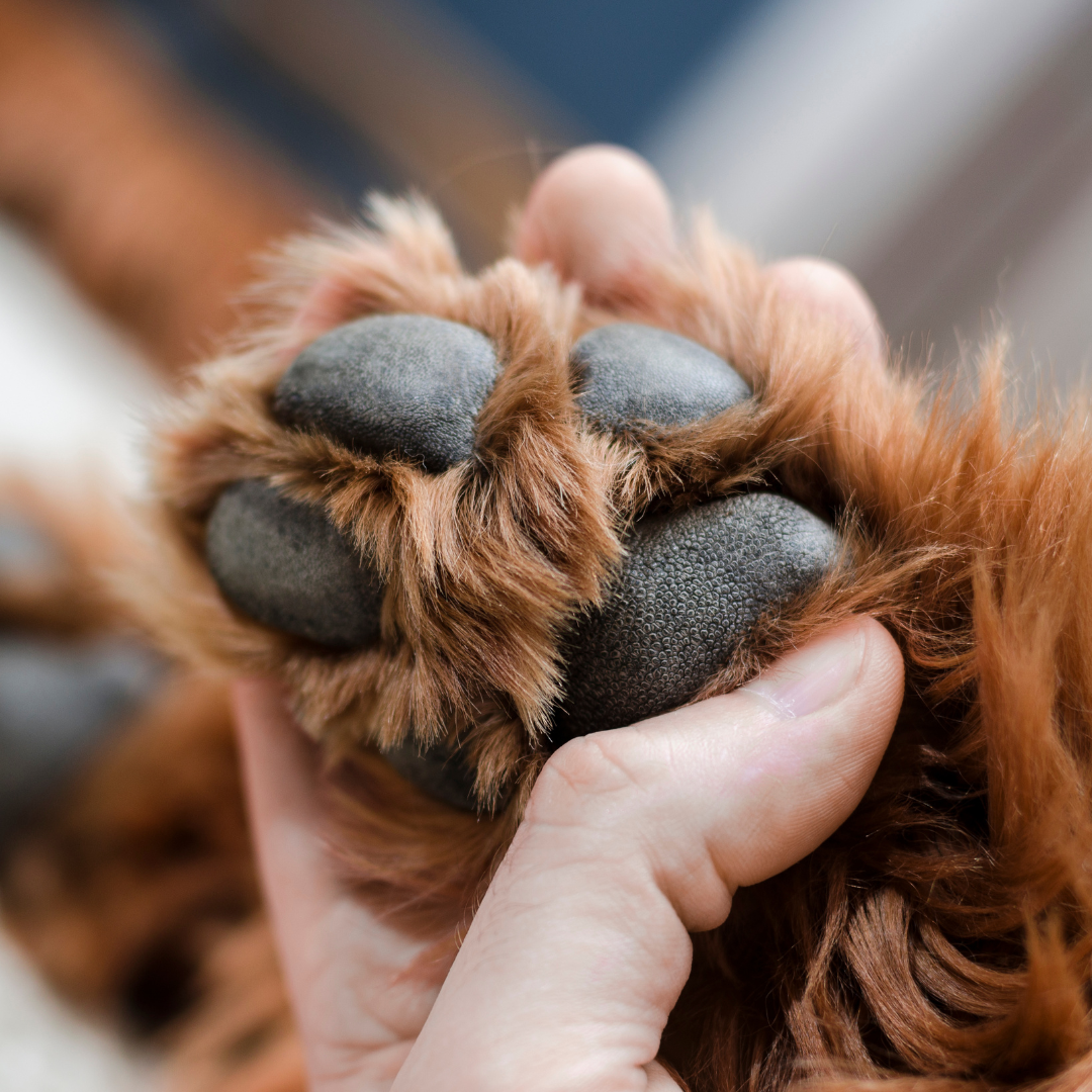 Dog pad care hotsell