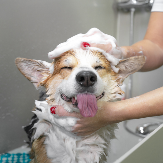 How Often Should I Bathe My Dog? A Guide to Keeping Your Pup Clean and Healthy
