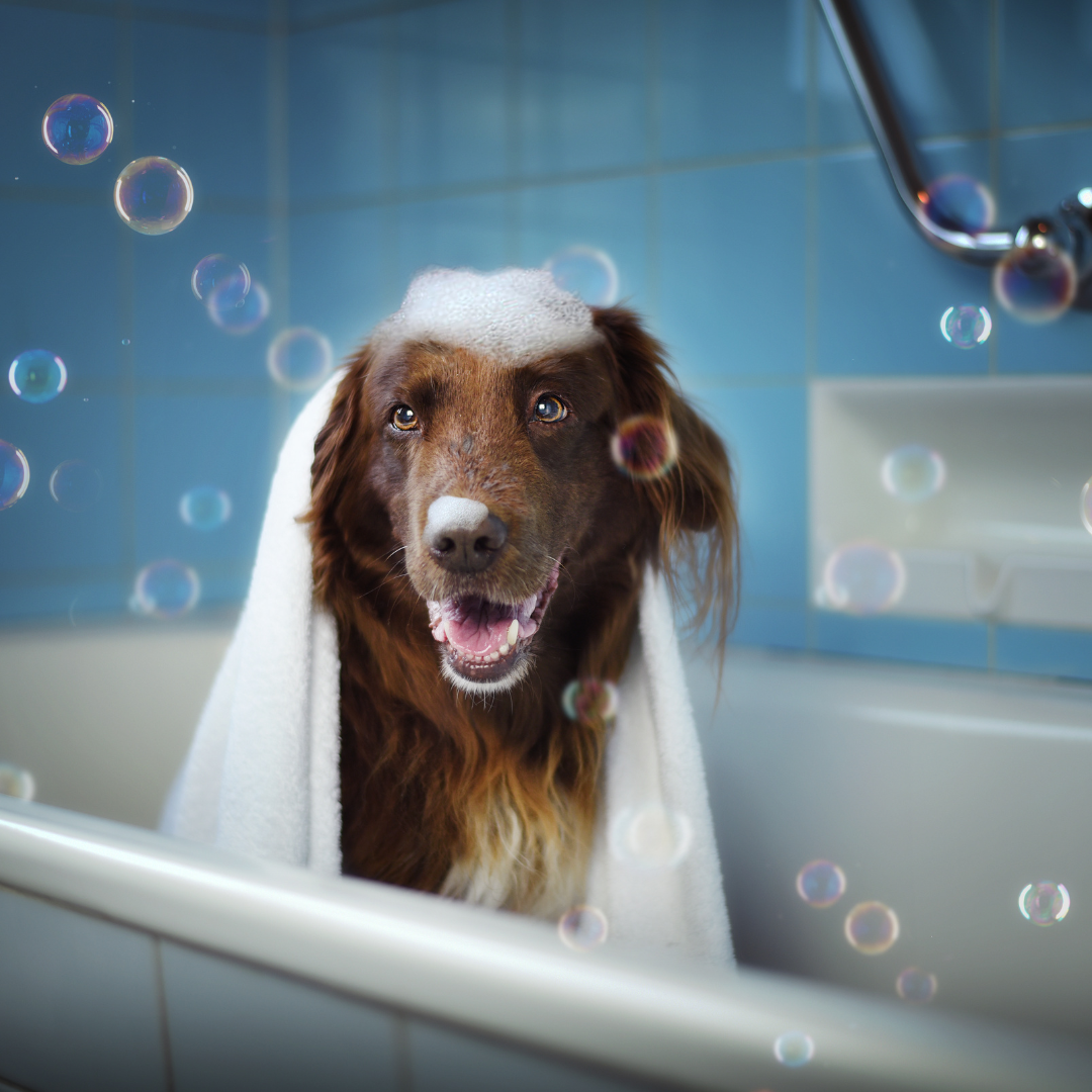 Ingredients to Avoid in Your Pet Grooming Products