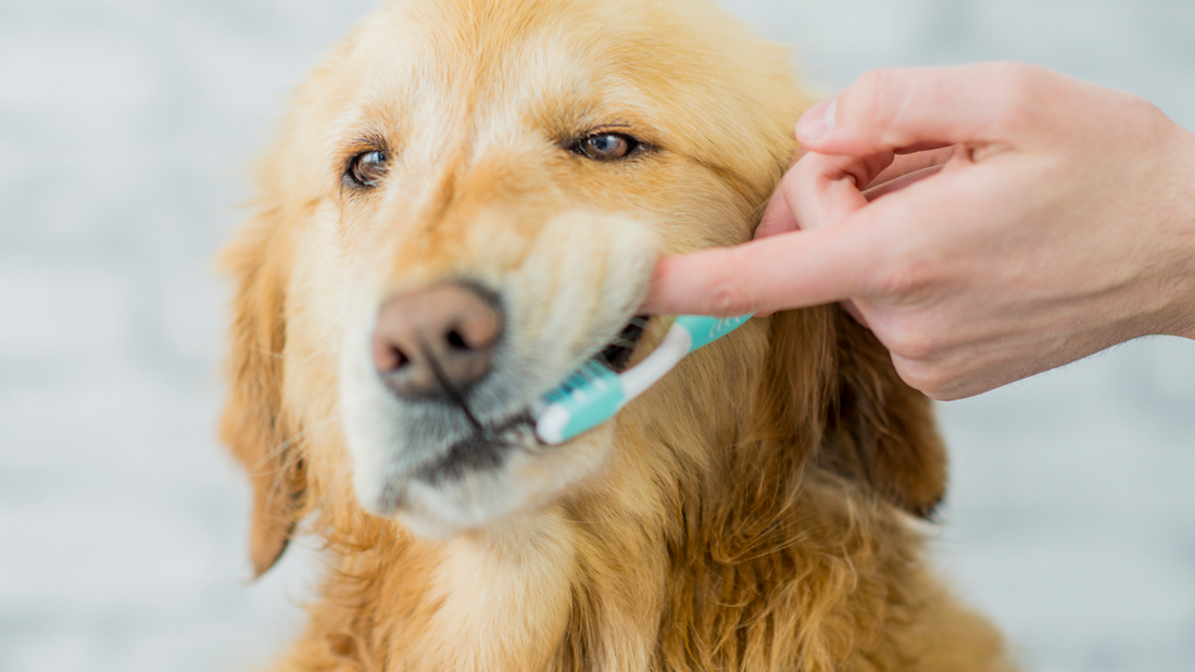 Dog getting its teeth brushed by owner with pet-safe toothbrush and toothpaste